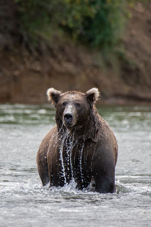 Brown Bear at Katmai National Park