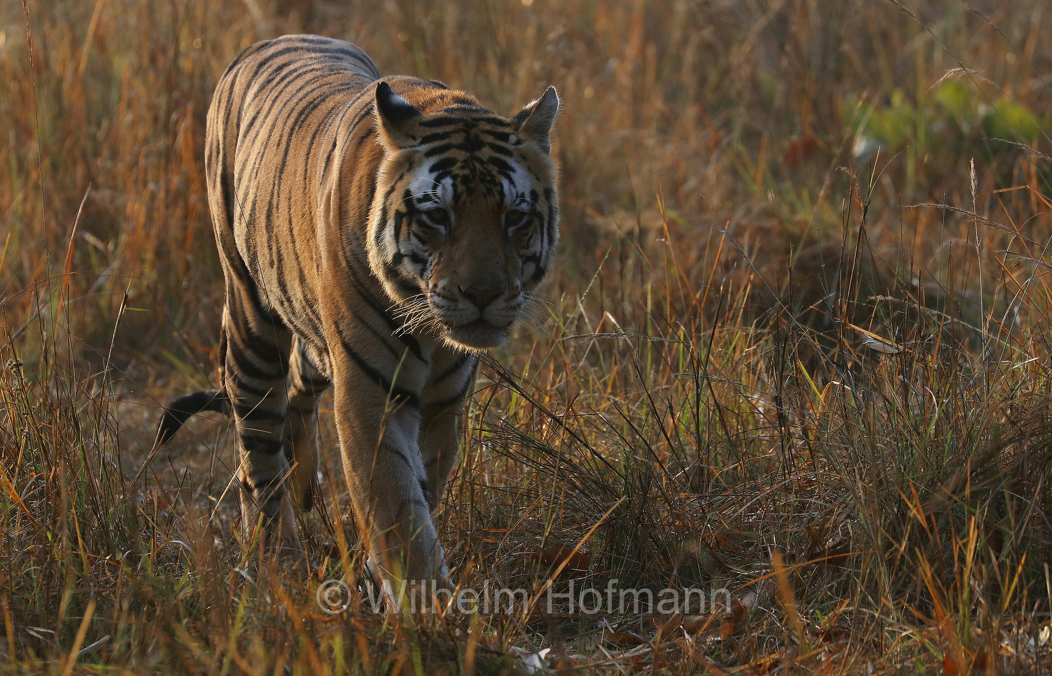Bengal tiger, Königstiger, Bengal-Tiger, Indischer Tiger, tigre del Bengala, tigre reale del Bengala, Panthera tigris tigris, Kanha National Park, Kanha-Nationalpark, parco nazionale di Kanha, Madhya Pradesh, India, Indien, Kanha Zone