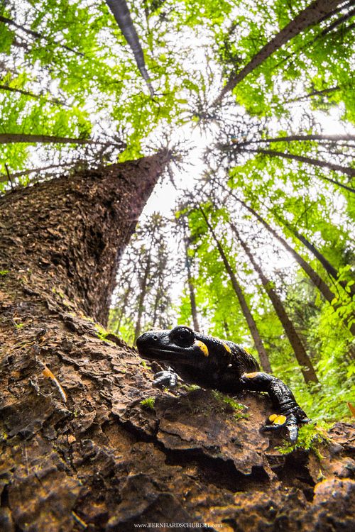 Basking fire salamander