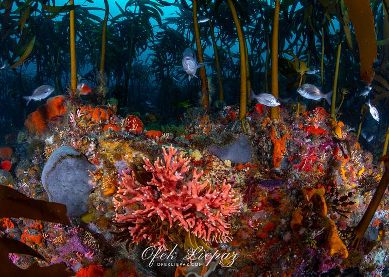 REEFSCAPES