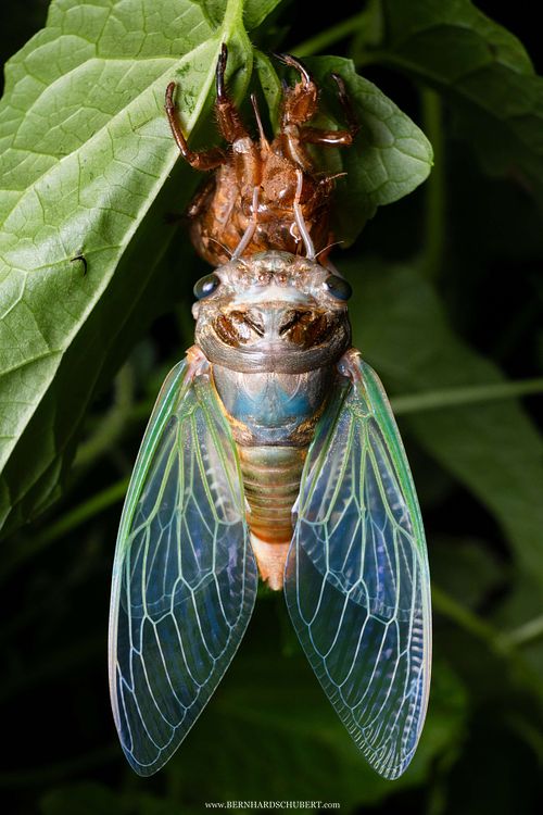 Cicada hatching molting