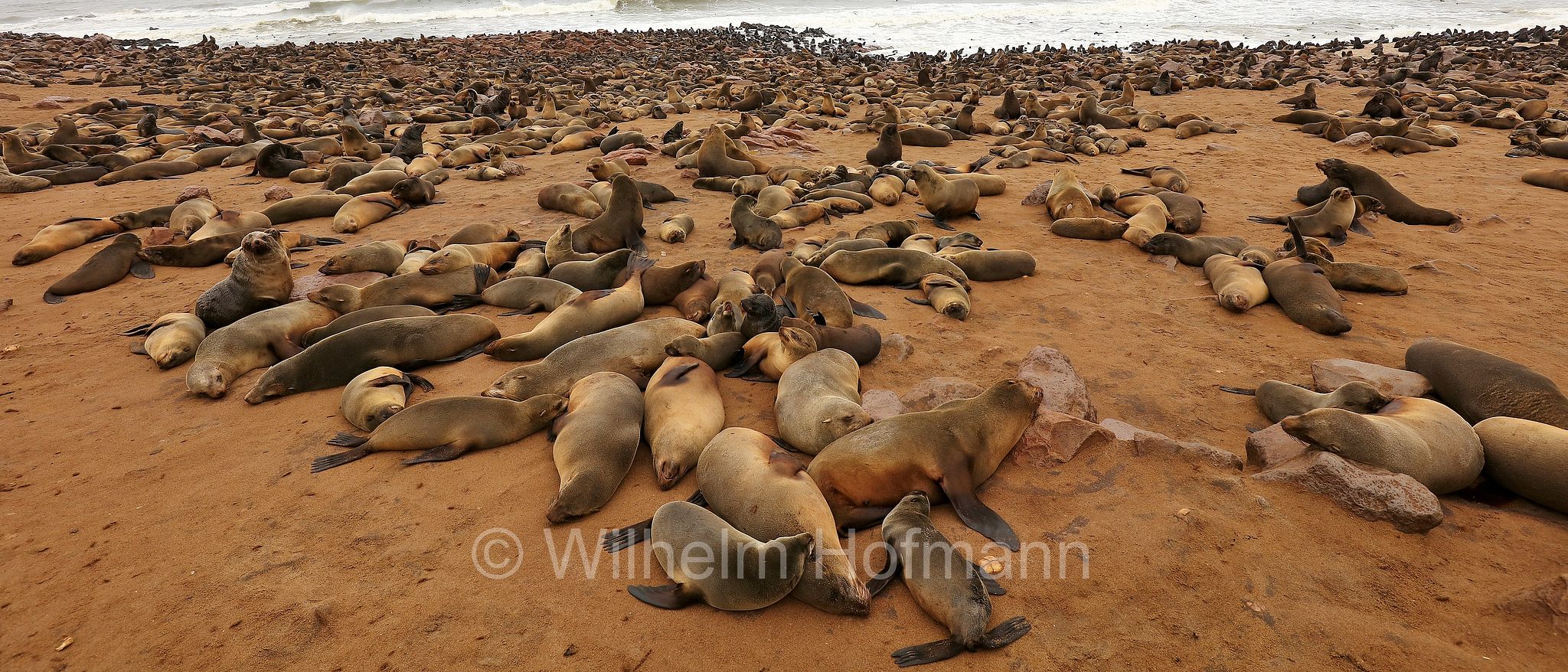 Arctocephalus pusillus, Cape fur seal, Afro-Australian fur seal, Südafrikanischer Seebär, otaria orsina del Capo, otaria orsina sudafricana, otaria orsina australiana, Cape Cross, Kreuzkap, Kaap Kruis, Skeleton Coast, Namibia