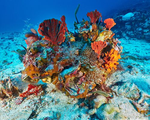 Fathoming the Abrolhos