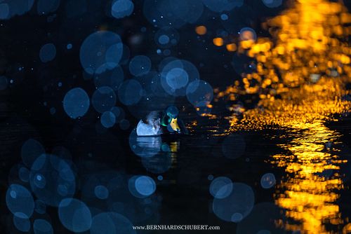 Anas platyrhynchos - Mallard