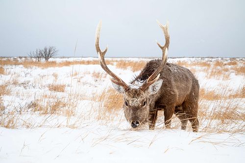 Cervus nippon yesoensis - Yezo sika deer