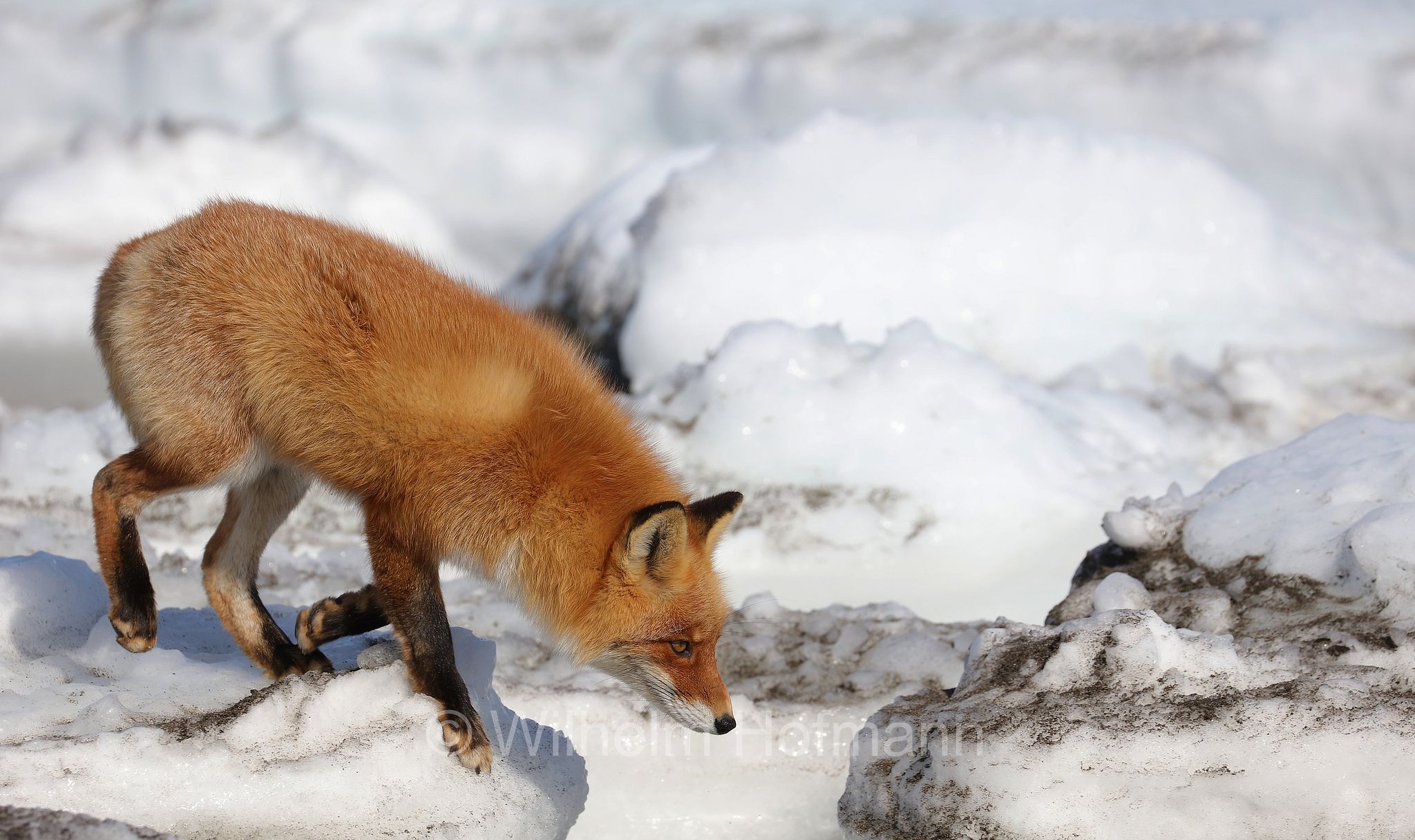 Ezo red fox, Hokkaido-Rotfuchs, Ezo-Rotfuchs, volpe rossa di Sachalin, Vulpes vulpes schrencki, Notsuke Peninsula, Notsuke Halbinsel, Penisola di Notsuke, Hokkaidō, Hokkaido, Japan, Giappone