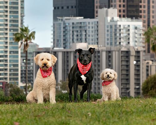 Paws Across San Diego - A Coffee Table Book Benefitting the San Diego Humane Society