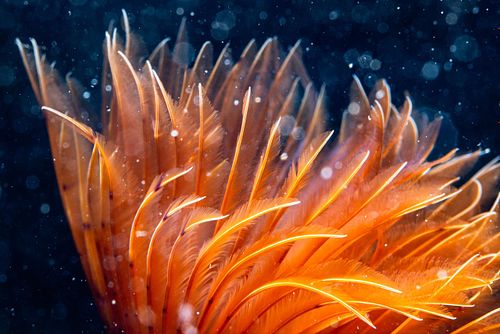 Bispira volutacornis - Twin fan worm