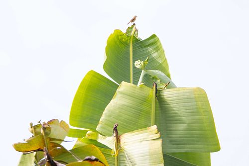 Cisticola exilis - Goldkopf-Zistensänger