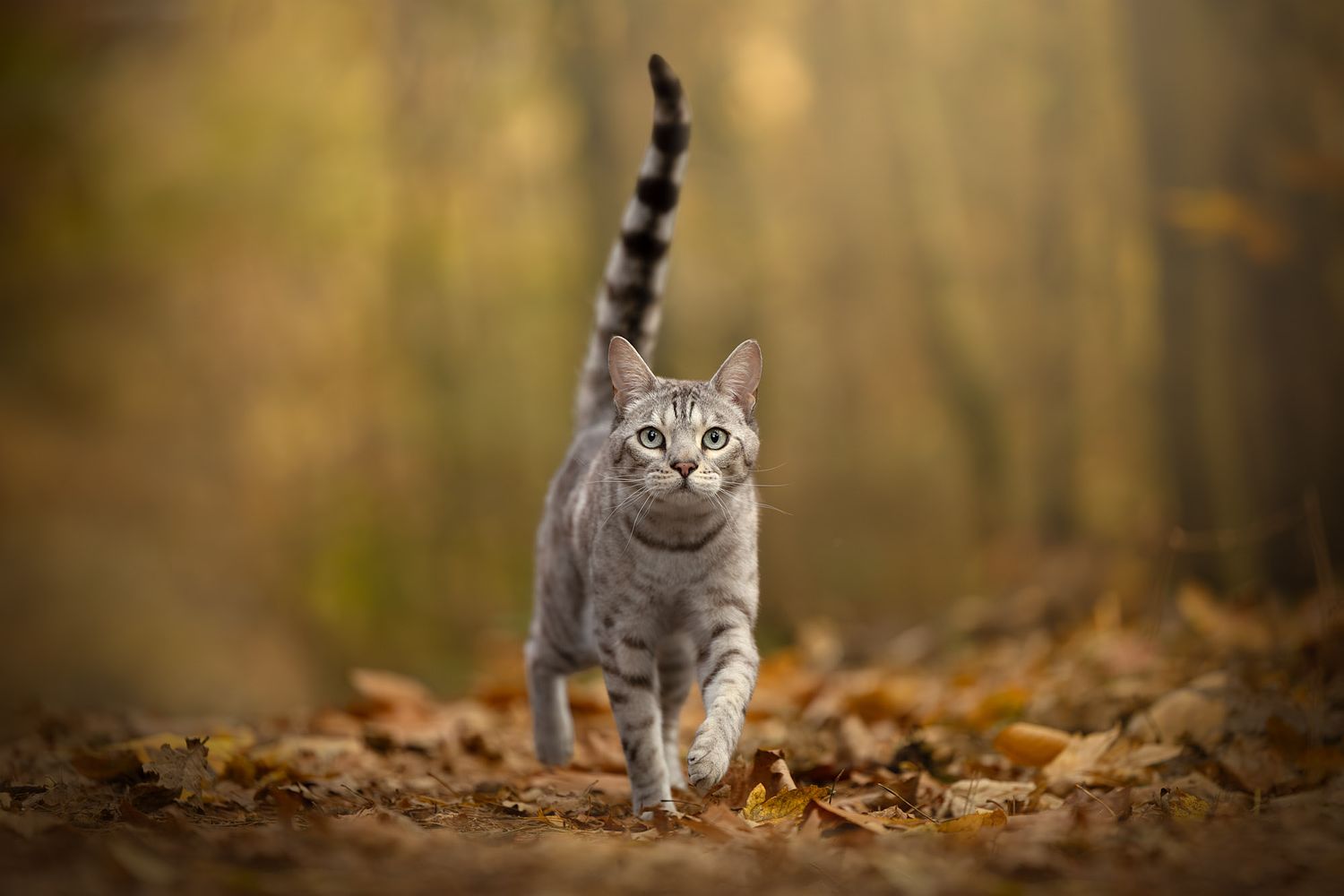 NLS Dierenfotografie