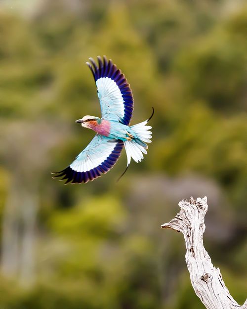 Lilac-Breasted Roller In Flight