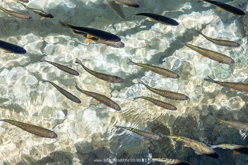 Squalius cephalus - Common chub