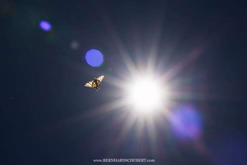 Iphiclides podalirius - Segelfalter