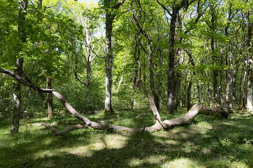 Im Nationalpark Jomfruland