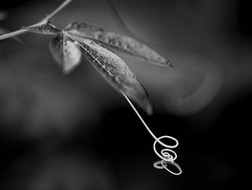 Passionsblume auf dem Oeschberg