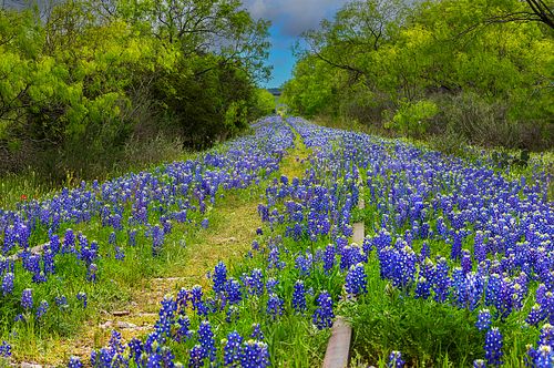 Bluebonnets blooming between the rusted rails of an abandoned railroad track stretching into the Texas Hill Country