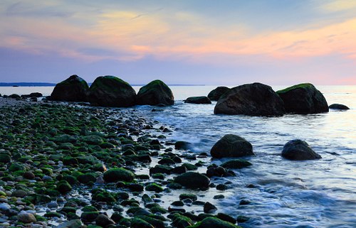 Coastline with seaweed drenched rocks.
