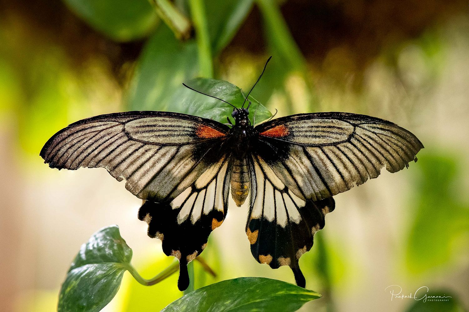 Prakash Gurnani Photography