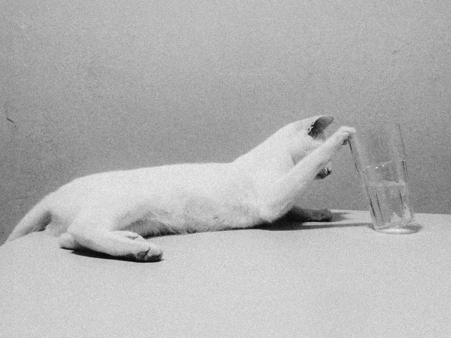 Cat | CHRISTOPHER WHARTON