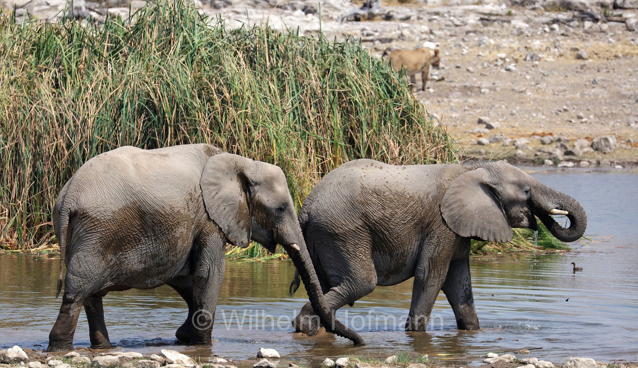 African bush elephant, African savanna elephant, Afrikanischer Elefant, Afrikanischer Buschelefant, Afrikanischer Savannenelefant, Afrikanischer Steppenelefant, elefanto africano, elefanto africano di savana, Etosha-Nationalpark, Etosha National Park, parco nazionale d'Etosha, Namibia