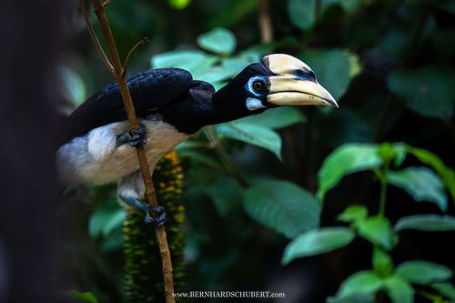 Anthracoceros albirostris - Oriental pied hornbill