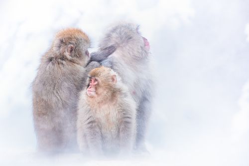 Snow Monkey, Japanese Macaques, Japan, Old world monkey, Macaca fuscata