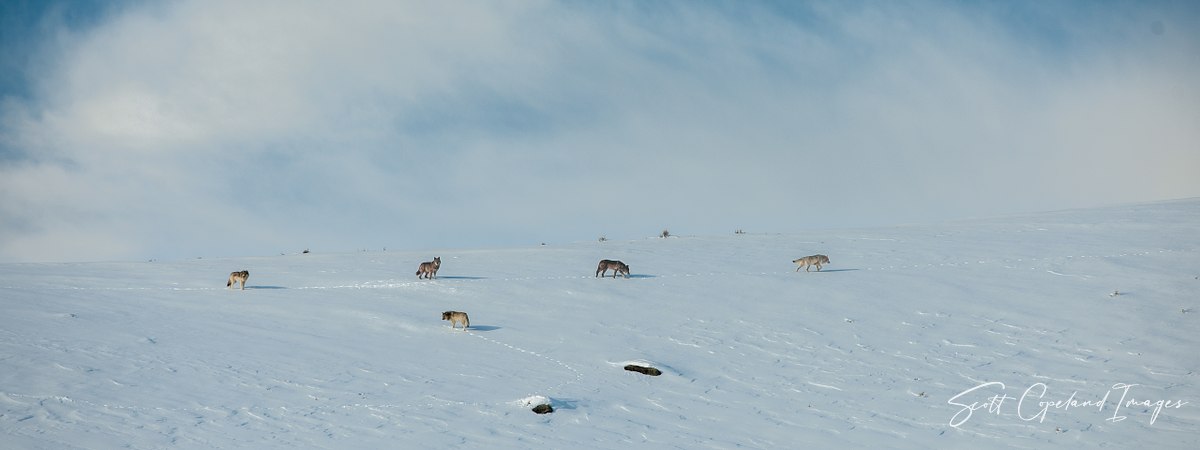 Lamar Canyon Pack on the Move