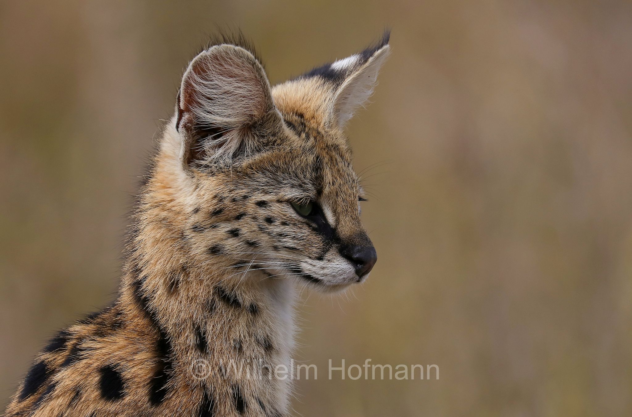 Leptailurus serval, serval, servàlo, Serval, Ngorongoro Conservation Area, Tanzania, Ngorongoro Krater, Tansania, area di conservazione di Ngorongoro