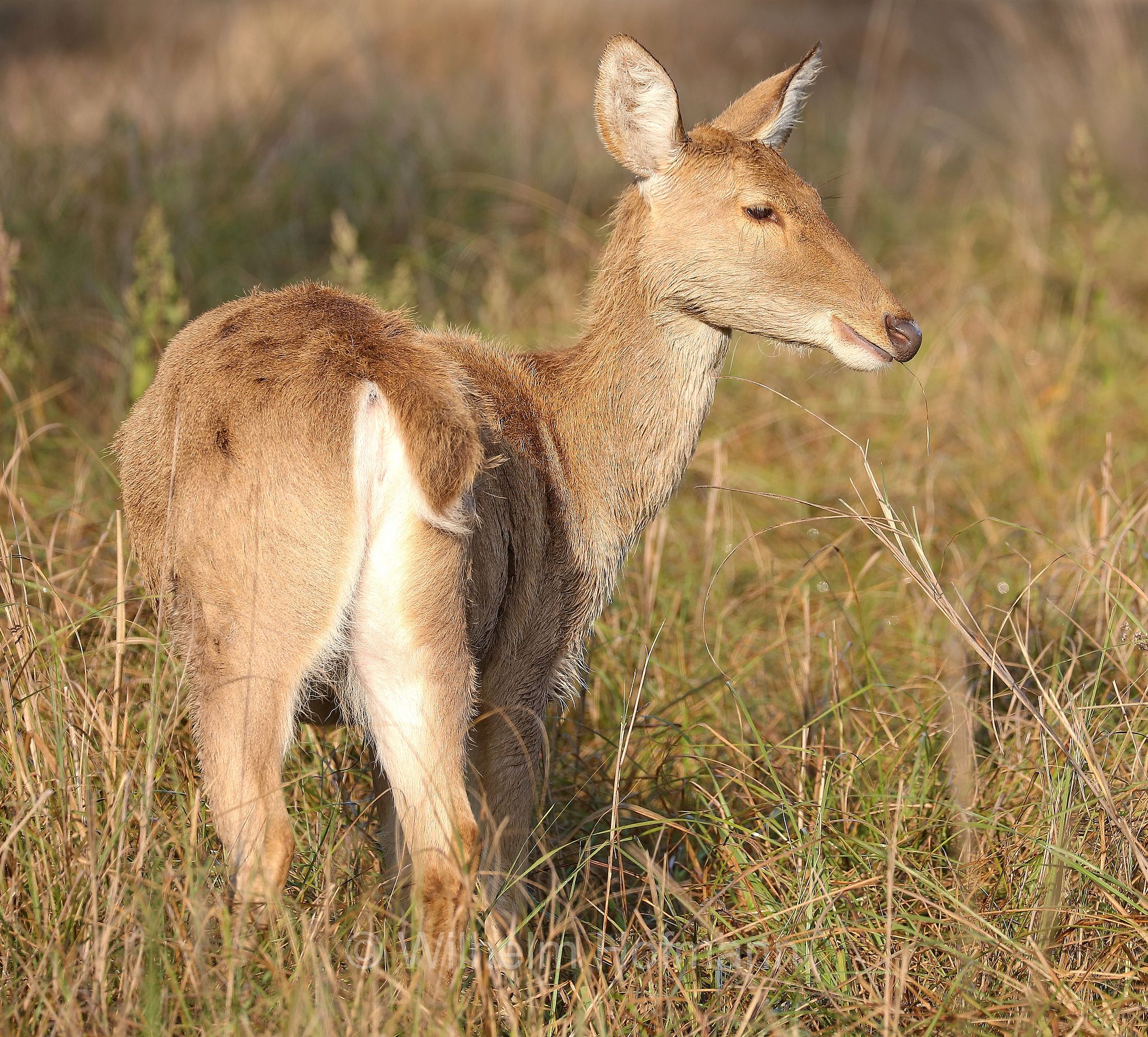 barasingha, barasinghe, swamp deer, Tiefland-Barasingha, Nordindischer Barasingha, barasinga, Rucervus duvaucelii, Kanha National Park, Kanha-Nationalpark, parco nazionale di Kanha, Madhya Pradesh, India, Indien