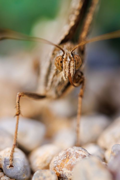 Brintesia circe - Weißer Waldportier