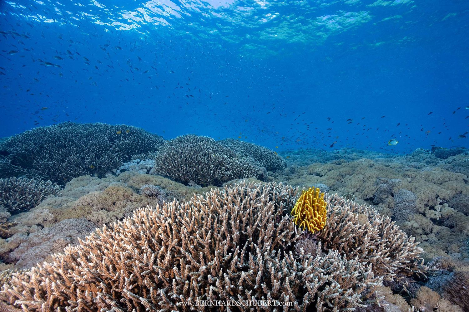 Anneissia bennetti - Bennet's bushy feather star on Acropora