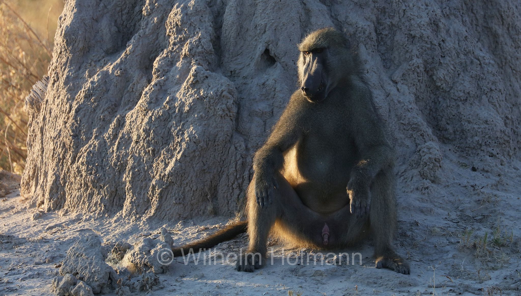 chacma baboon, Cape baboon, Bärenpavian, Tschakma, babbuino nero, Papio ursinus﻿, Moremi Game Reserve, Moremi-Wildreservat, Okavango Delta, Okavango Grassland, Botswana, Republik Botsuana