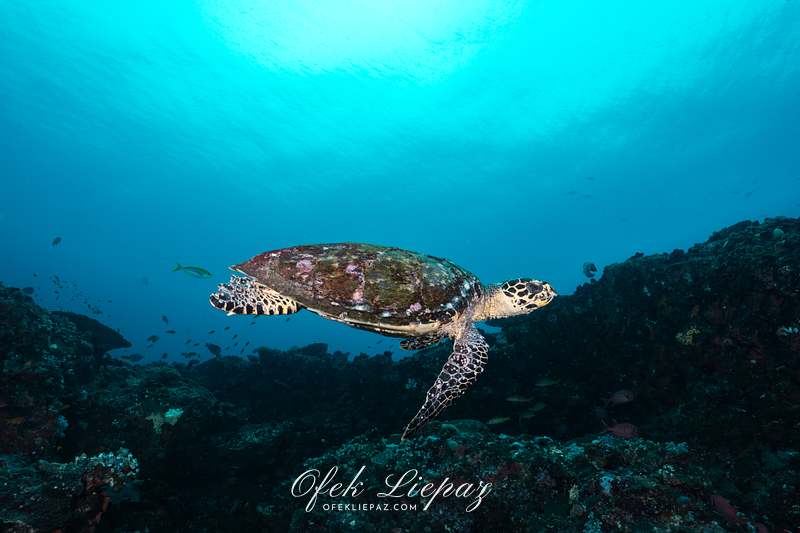 MARINE MEGAFAUNA