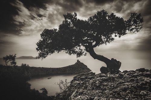 #seascape #tree #Crimea #sea #water #landscape