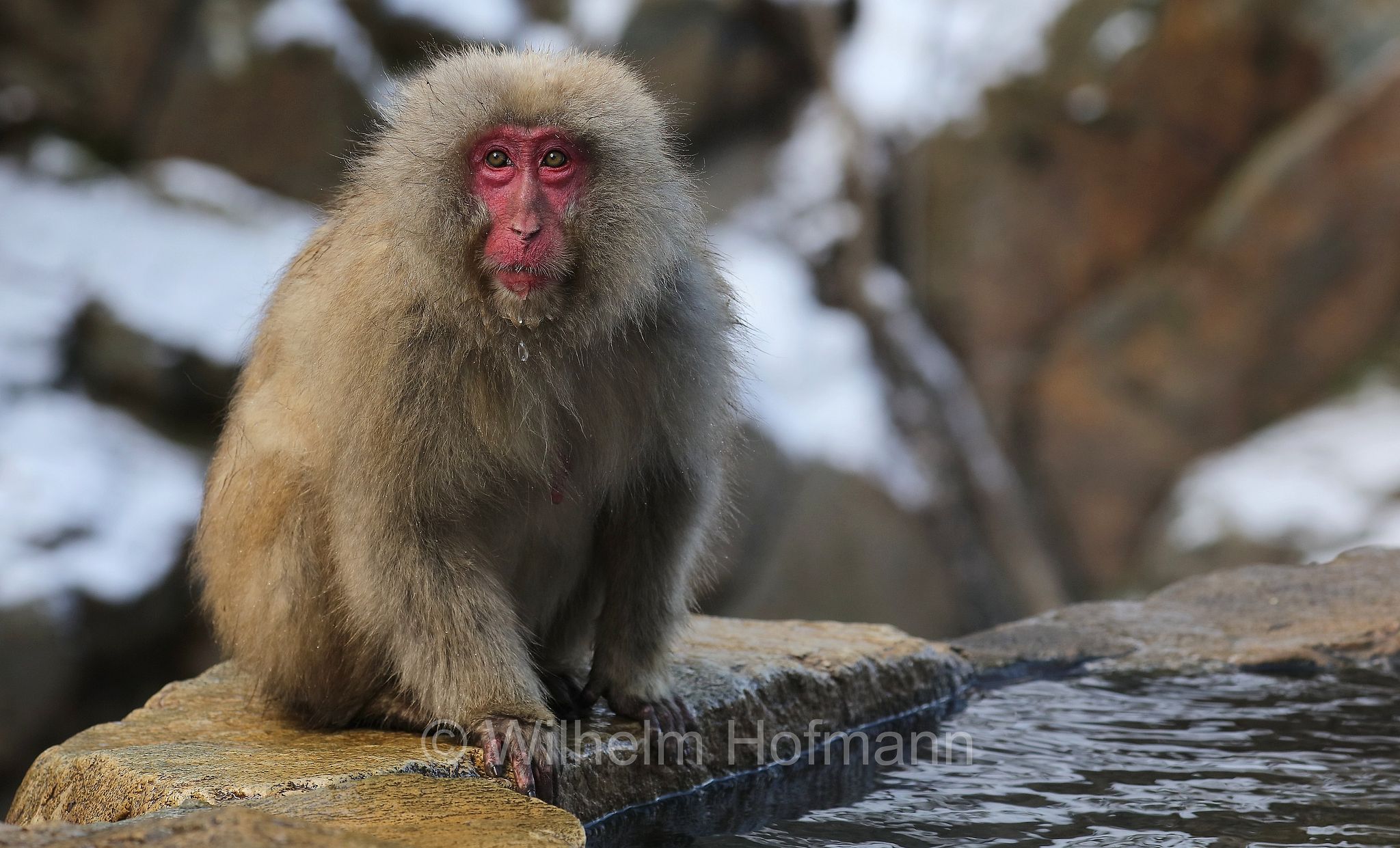 Japanese macaque, snow monkey, Nihonzaru, Japanmakak, Schneeaffe, Rotgesichtsmakake, macaco giapponese, macaco dalla faccia rossa, Macaca fuscata, Jigokudani Monkey Park, Jigokudani Yaen Kōen, Parco delle scimmie di Jigokudani, Nagano, Japan, Giappone