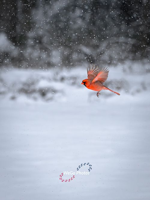 Northern Cardinal in Flight on a Snowy Day