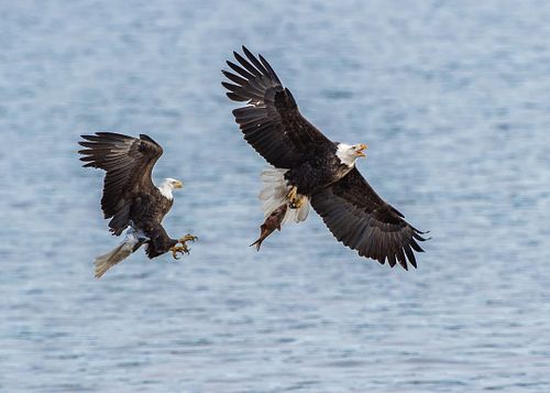 Best place for bald eagle photography workshop & guide tour in the US.  Located in the Midwest (Iowa & Illinois) and Alaska, United States.