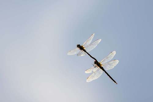 Aeshna cyanea - Southern hawker