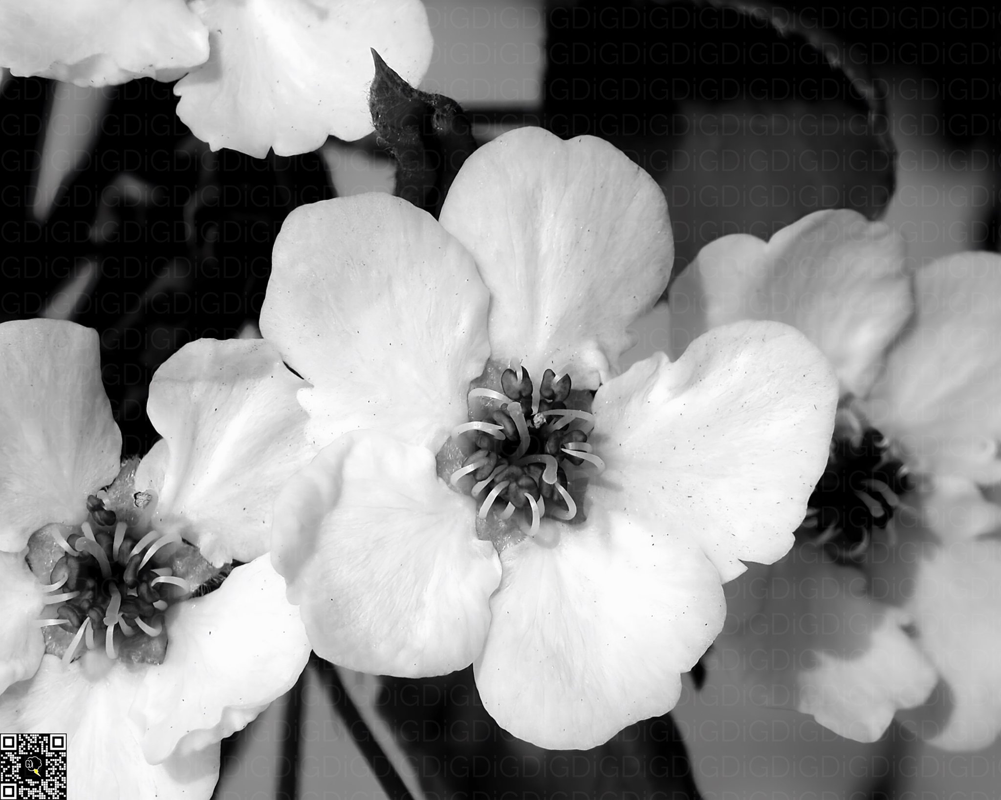 A serene depiction of nature's beauty through a monochrome lens.