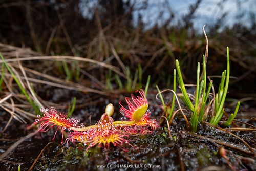 Drosera rotundifolia – Rundblättriger Sonnentau