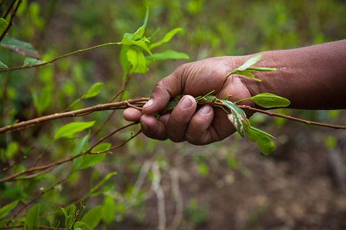 COCA: Colombia's Burden