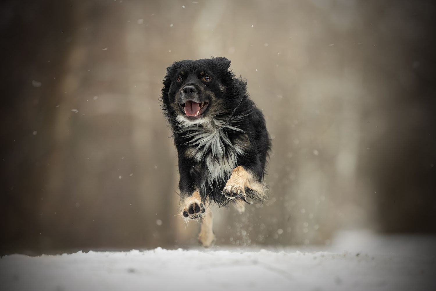 NLS Dierenfotografie