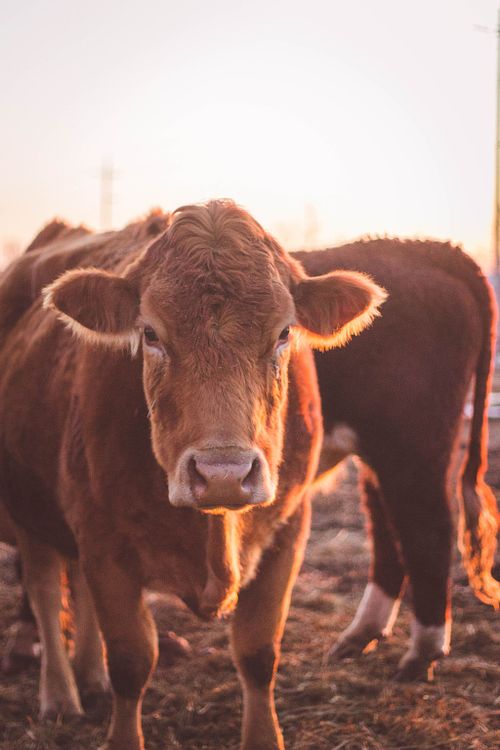 LIVESTOCK