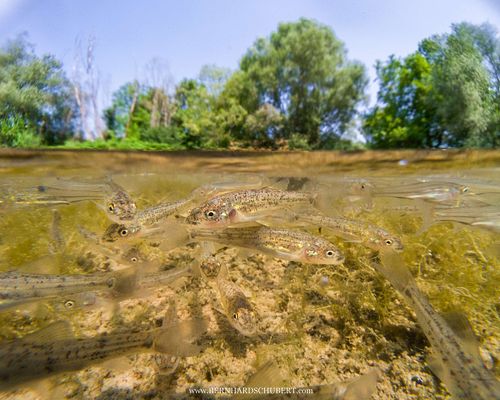 Fischlarven wahrscheinlich Barbus barbus - Barbe