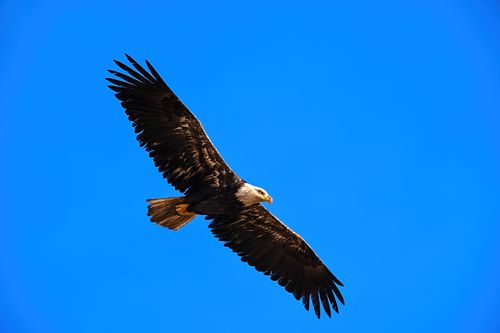 Best place for bald eagle photography workshop & guide tour in the US.  Located in the Midwest (Iowa & Illinois) and Alaska, United States.