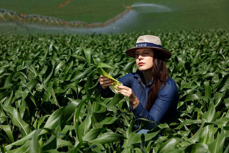 AGRONEGÓCIO - CEREALISTA SOLIMÃ