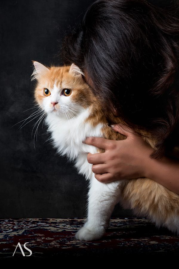 Pet photo shoot mumbai by Akkil Suvarna