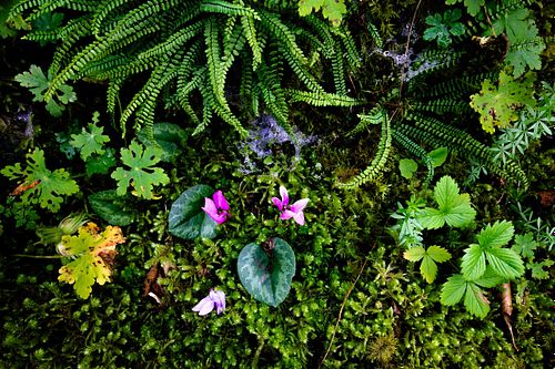 Cyclamen purpurascens - European cyclamen
