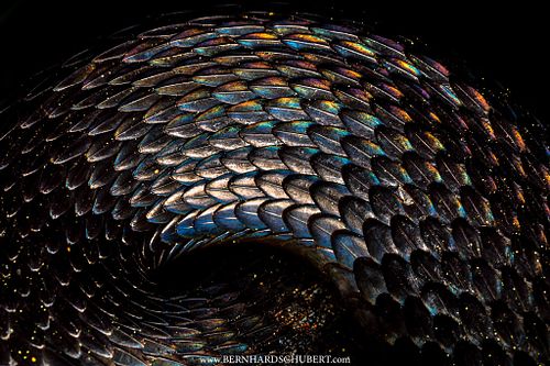 – Schuppenspektrum