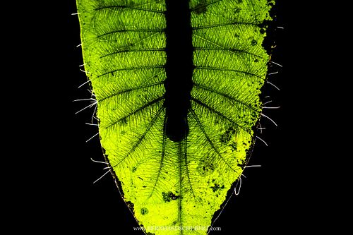 Dophla evelina – Redspot duke